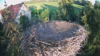 Mokry Dwór - Storks