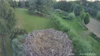 Strzelce - Storks