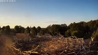 Storks