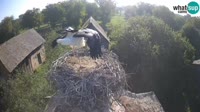 Jasenovac - Lonjsko polje - Storks