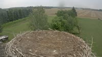 Frankfurt - Lossow - Storks