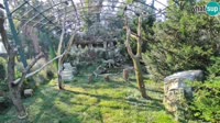 Zagreb - Zoo - Griffon vultures
