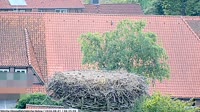 Hohne - Storks