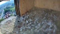 Schüttorf - Peregrine Falcon