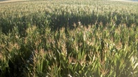 Shangqiu - Liangyuan - Terreno agricolo