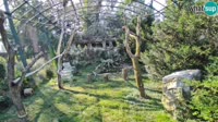 Zagabria - Zoo - avvoltoi grifoni