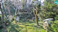 Zagabria - Zoo - avvoltoi grifoni