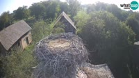 Jasenovac - Lonjsko polje - Cicogne