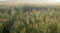Shangqiu - Liangyuan - Tierras de cultivo