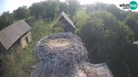 Jasenovac - Lonjsko polje - Cicogne
