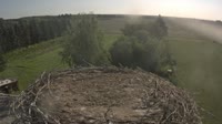 Francoforte sull'Oder - Lossow - Cicogne