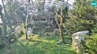 Zagabria - Zoo - avvoltoi grifoni