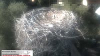 Aurach - Bociany