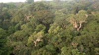 Riserva della biosfera di Yangambi