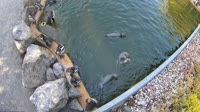 Hofgeismar - Sababurg Zoo - Pingwiny peruwiańskie