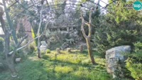 Zagrzeb - Zoo - Sępy płowe