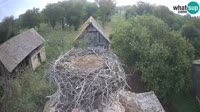 Jasenovac - Lonjsko polje - Gandrai