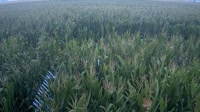 Shangqiu - Liangyuan - Tierras de cultivo