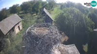 Jasenovac - Lonjsko polje - Cicogne