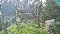 Zagabria - Zoo - avvoltoi grifoni
