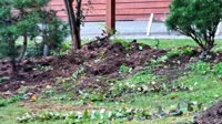 Klecza Dolna - Łysoń bitynas