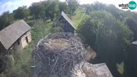 Jasenovac - Lonjsko polje - Gandrai