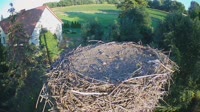Mokry Dwór - Bociany