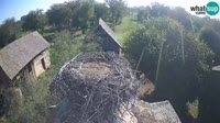Jasenovac - Lonjsko polje - Cigognes
