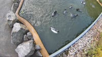 Hofgeismaras - Sababurgo zoologijos sodas - Humbolto pingvinai