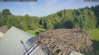 Rudno - Cigognes