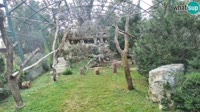 Zagreb - Zoo - Vautours fauves