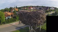 Cigognes