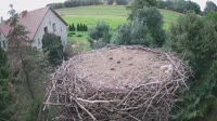Mokry Dwór - Cigognes
