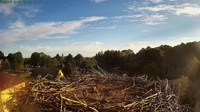 Cigognes