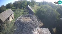 Jasenovac - Lonjsko Polje - Bociany