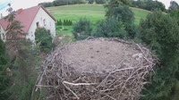 Mokry Dwór - Bociany