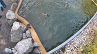 Hofgeismar - Sababurg Zoo - Pingwiny peruwiańskie