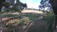 Hofgeismar - Sababurg Zoo - Żubry