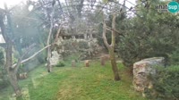 Zagrzeb - Zoo - Sępy płowe