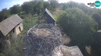 Jasenovac - Lonjsko polje - Storks