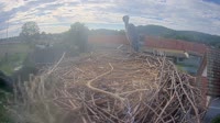 Tillmitsch - Storks