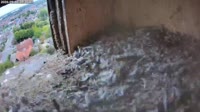 Schüttorf - Peregrine Falcon