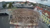 Gleisdorf - Storks