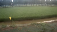 Jurong - Pola uprawne