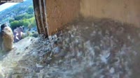 Schüttorf - Peregrine Falcon