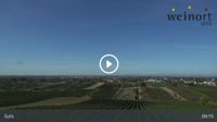 Gols - Vineyard