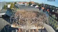 Gleisdorf - Storks