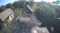Jasenovac - Lonjsko polje - Storks