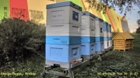 Apiario