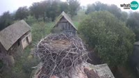 Jasenovac - Lonjsko polje - Gandrai